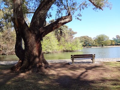 Trees groves of palermo buenos aires photo