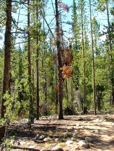 Tree pine photo