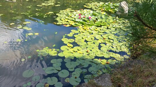 Landscape lotus pond