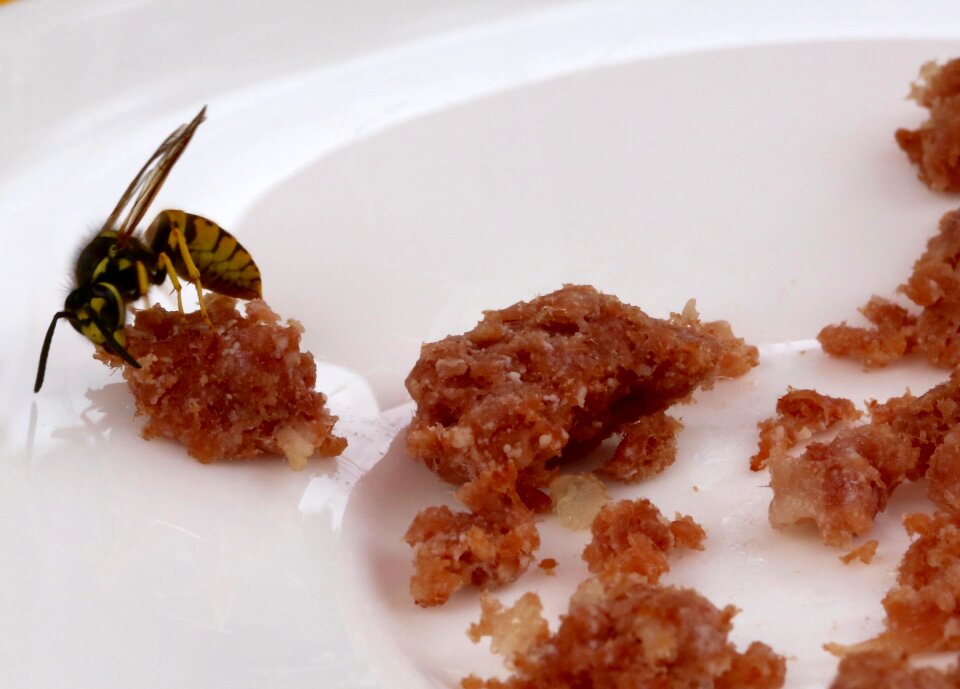 Close up foraging german wasp