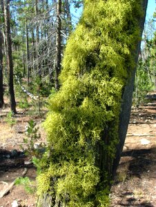 Tree forest