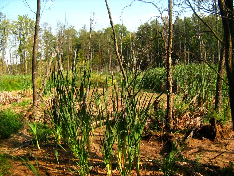 Green forest environment