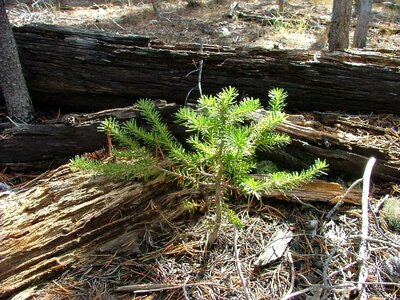 Grow green forest
