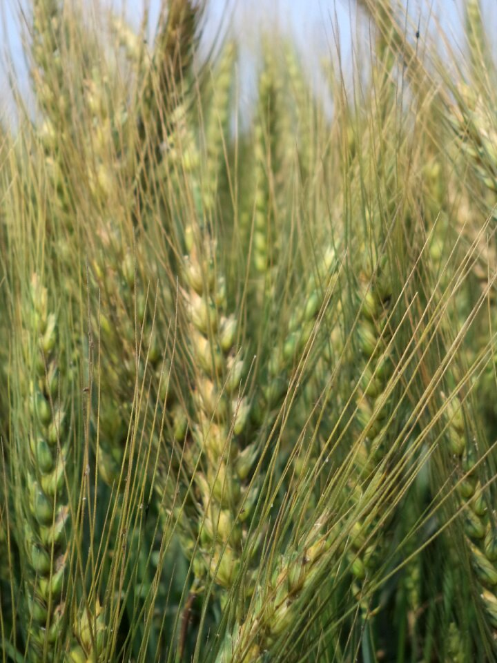 Plant wheat