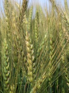 Plant wheat photo