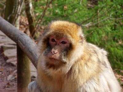 Primate monkey mountain zoo photo