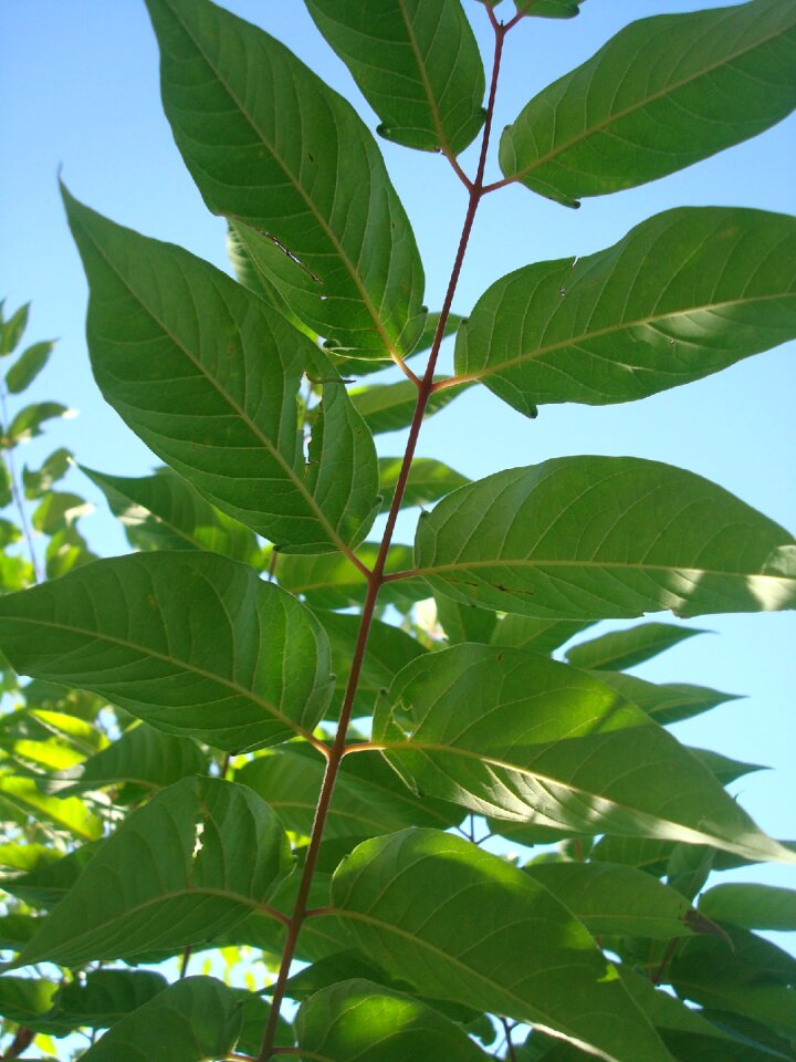Green leaves in the shadow leaf veins