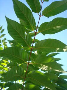 Green leaves in the shadow leaf veins