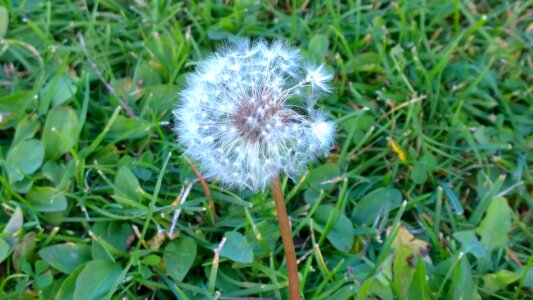 Grass green spring