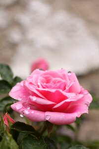 Bloom rose bloom pink photo