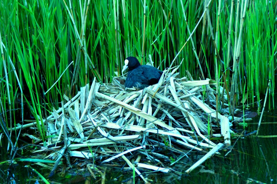 Nest nesting water