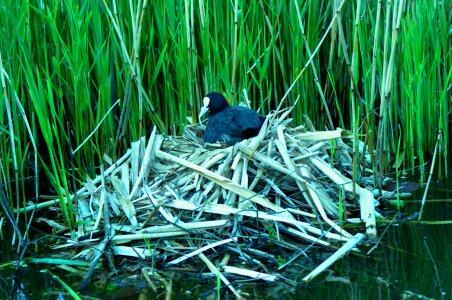 Nest nesting water photo
