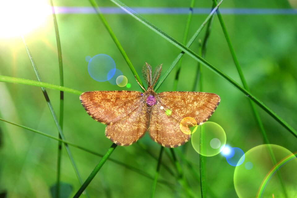 Grass insect summer