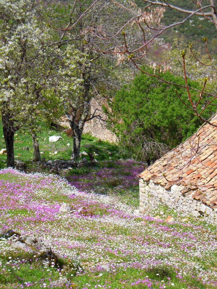 Perithia mediterranean greece