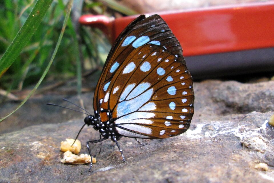 Close up wing public record