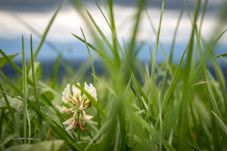 Pasture white clover creep clover