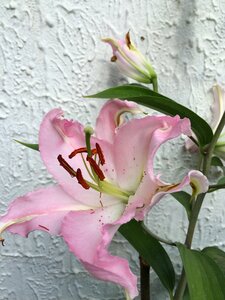 Plant flower pink