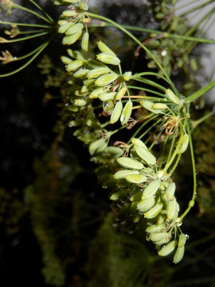 Flower drops green