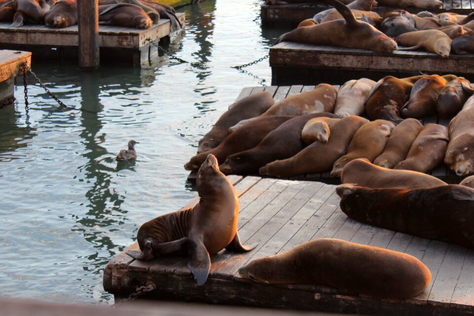 Water good looking animals