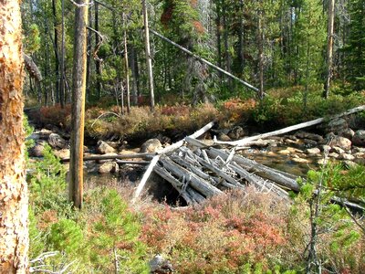 Rapids forest river photo