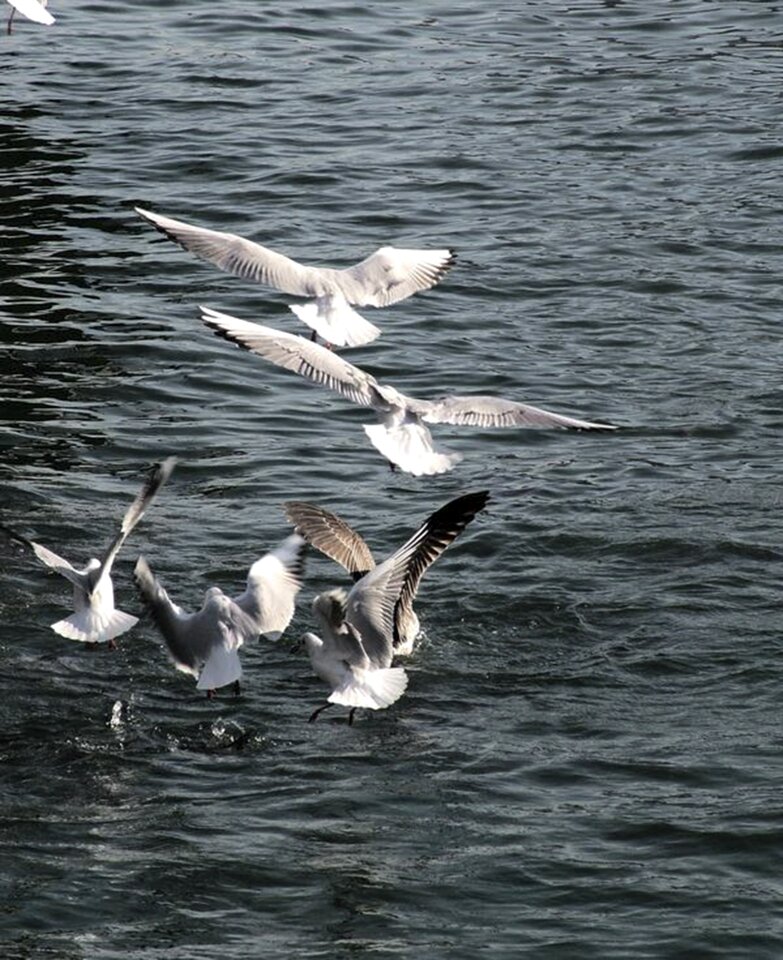 Bird wings fly