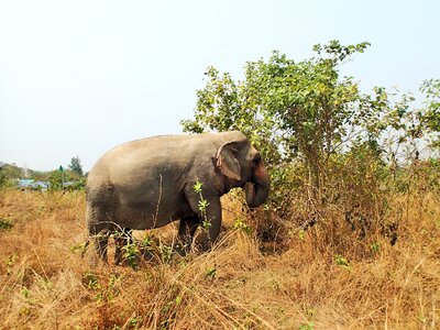 Animal thailand nature