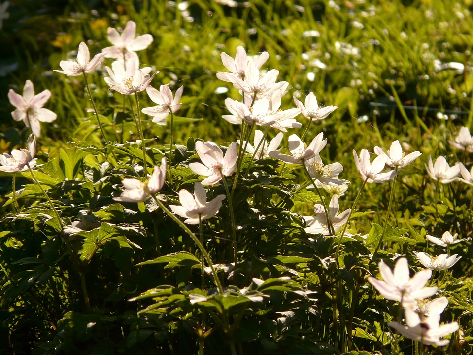 Flower blossom bloom