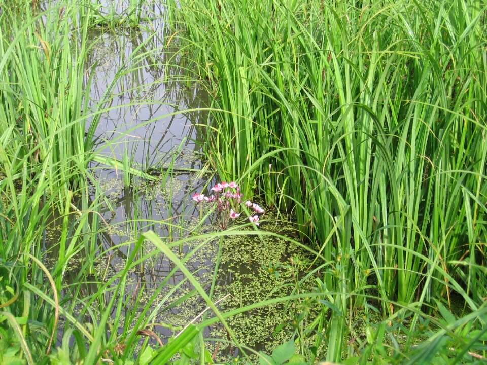 Water tall grass green