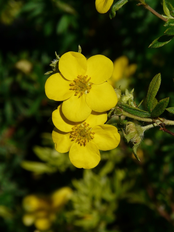 Bush dasiphora fruticosa hedge