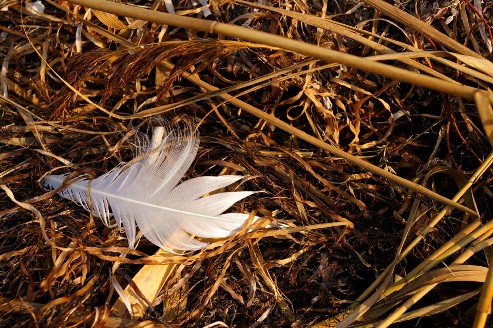 Flotsam white feather feather