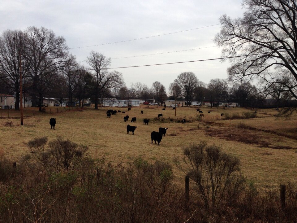Farm agriculture cattle