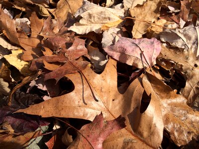 Leaves fall