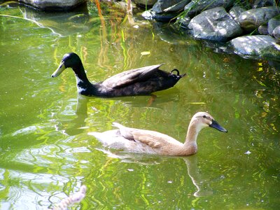 Ducks lake river photo