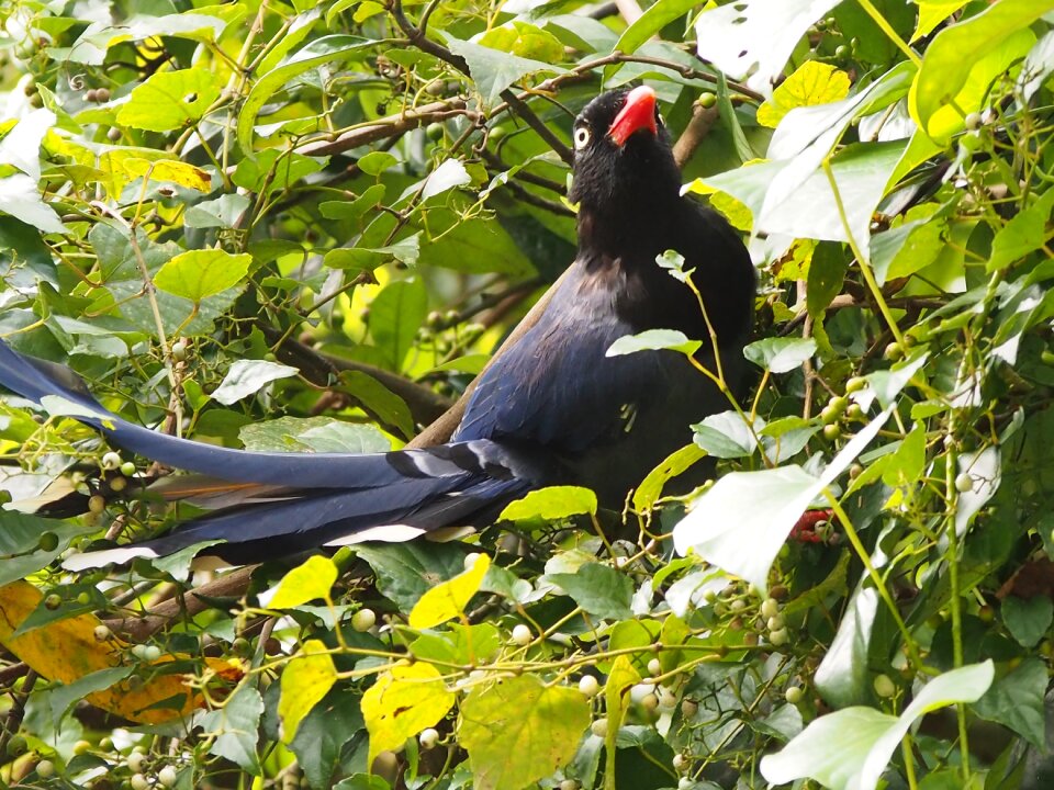 Adult birds tiger mountain taipei