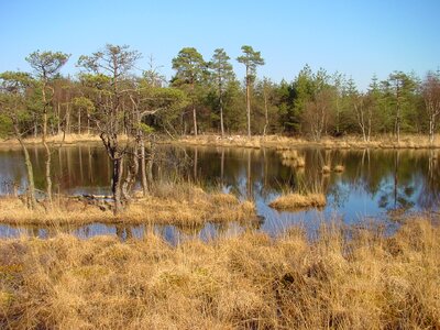 Moor forest pond