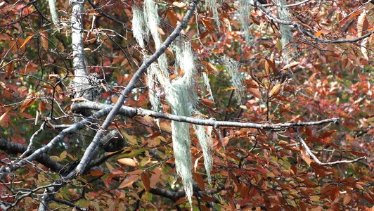 Tree trees autumn