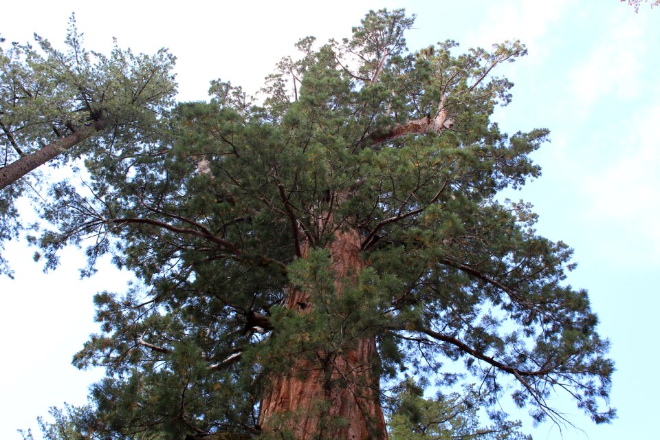 Giant view california