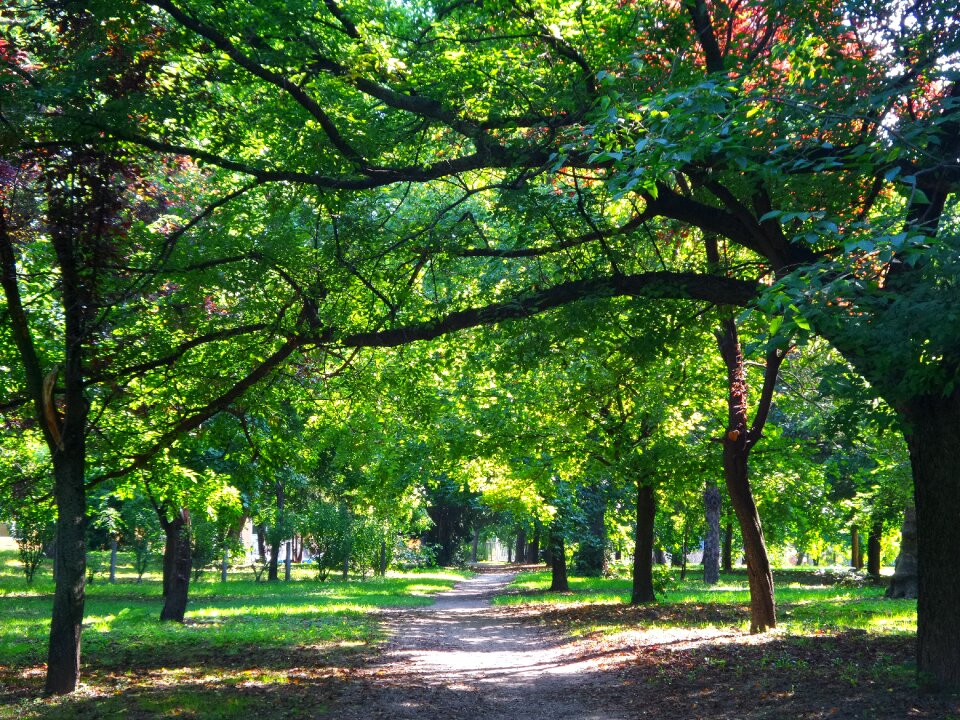 Autumn forest court