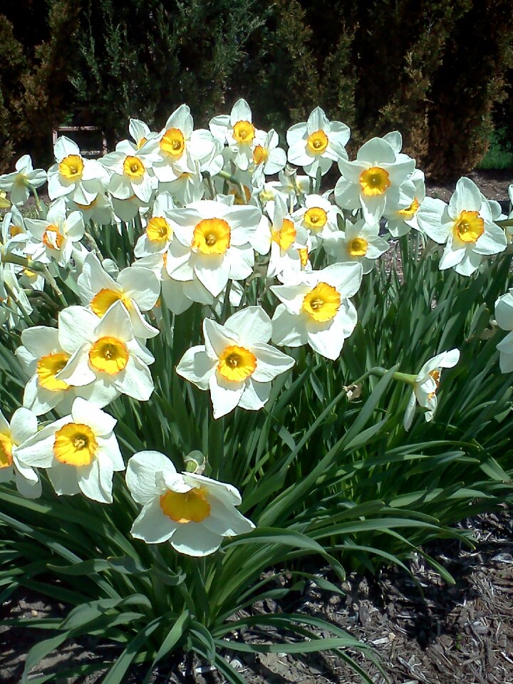Garden plants yellow