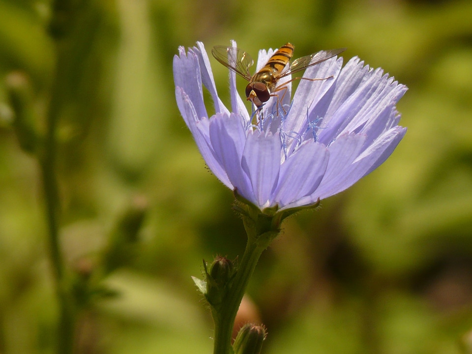 Common chicory chicory flower