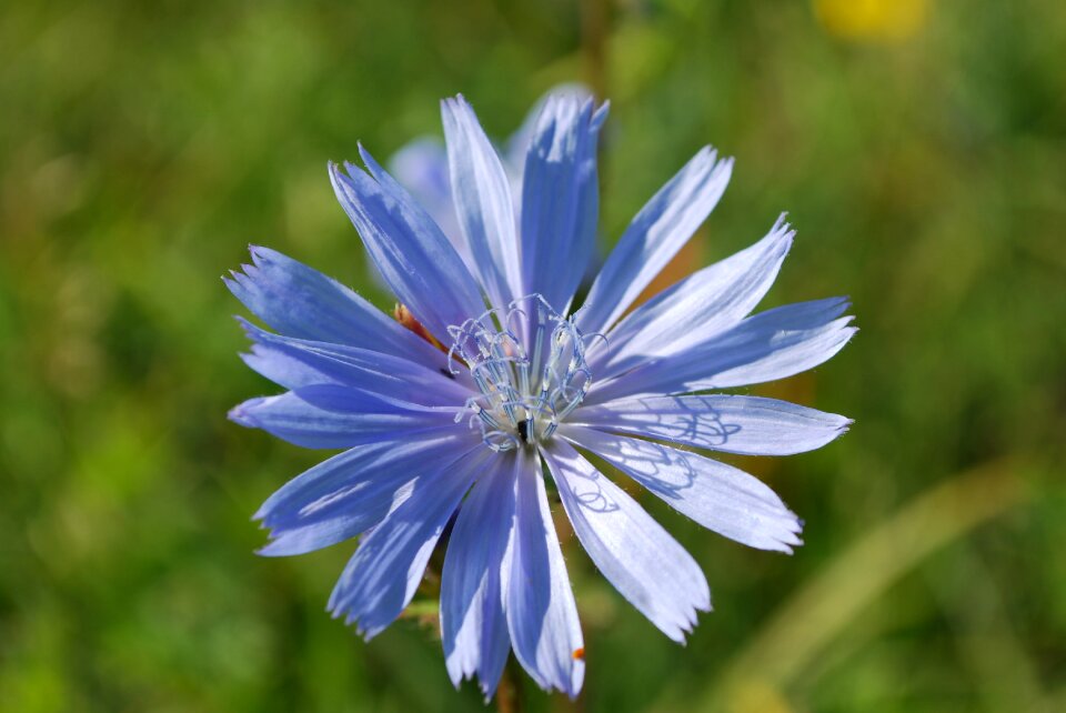 Petals meadow nature