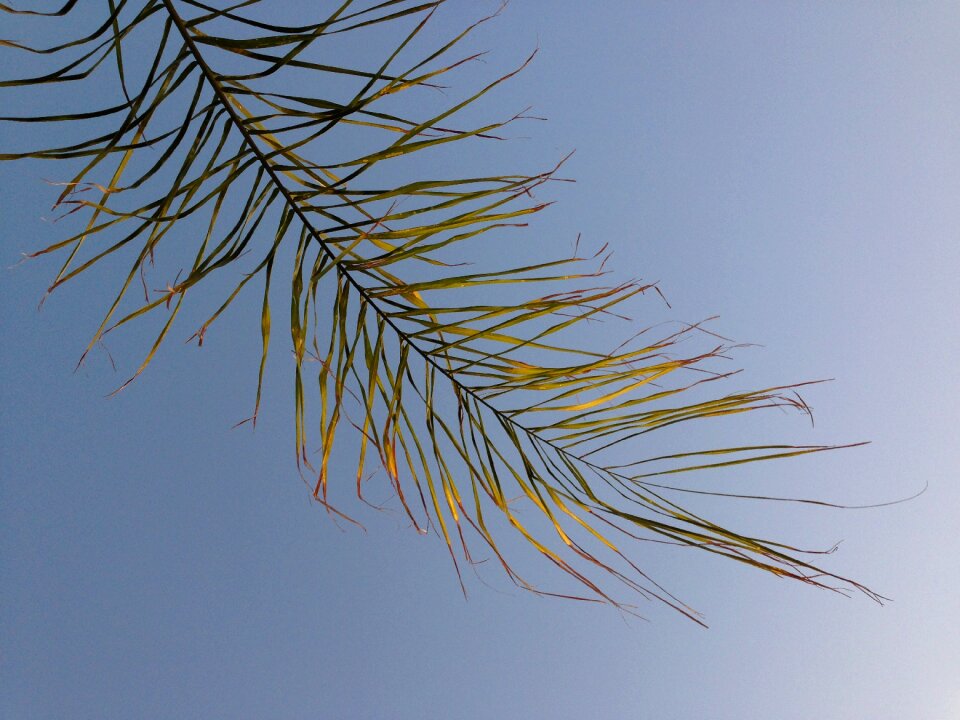 Green leaf summer
