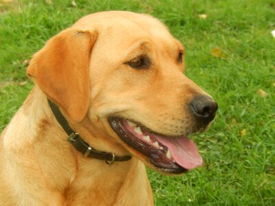 Labrador canidae animal