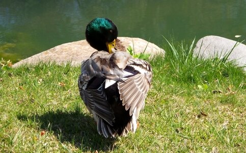 Water animal waterfowl fauna