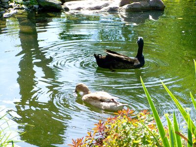 Ducks park lake photo
