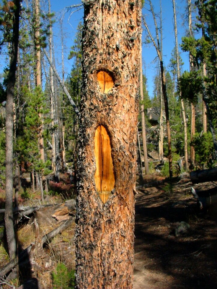 Forest exclamation point