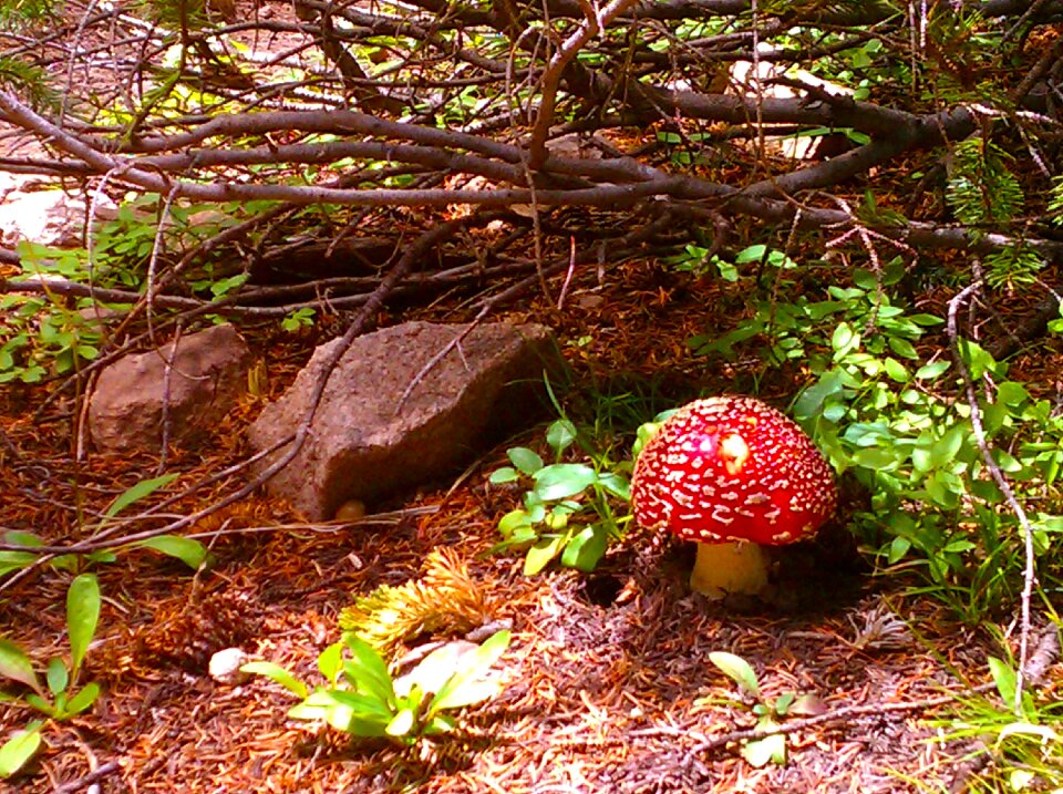 Fairy nature autumn