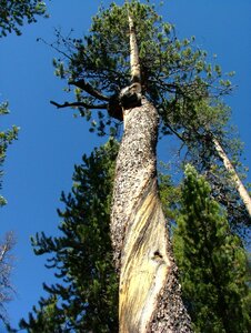 Bark pine photo