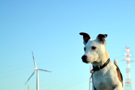 Theo animal animal portrait