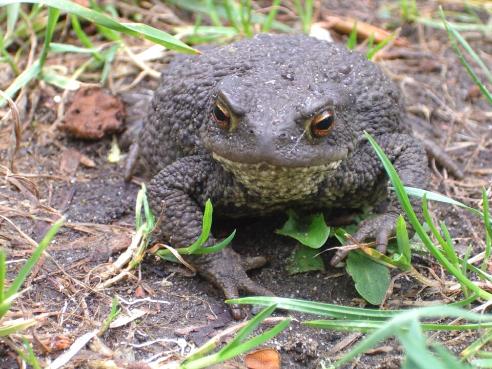 Path amphibian nature